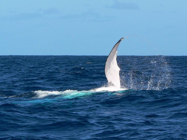 08- Baleines, groupe 3, en mer, sud du lagon 